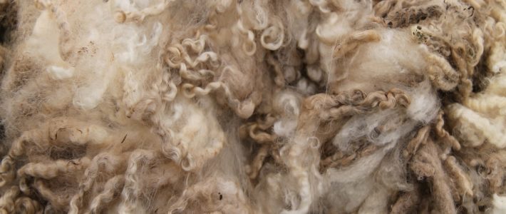 Wolle – Der Mensch im Schafspelz