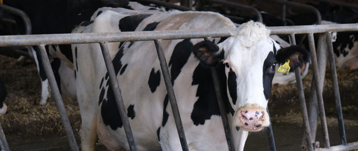Kuh – Milchpackung auf vier Beinen