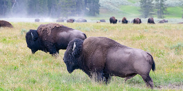 Bison – Sanfter Riese der Wildnis