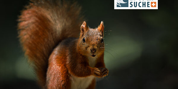 Das Eichhörnchen – Fleißig, flink und flauschig