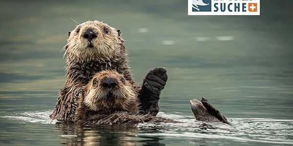 Der Otter – Verspielter Wassermarder
