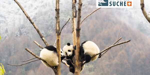 Der Panda – Chinesisches Eigentum