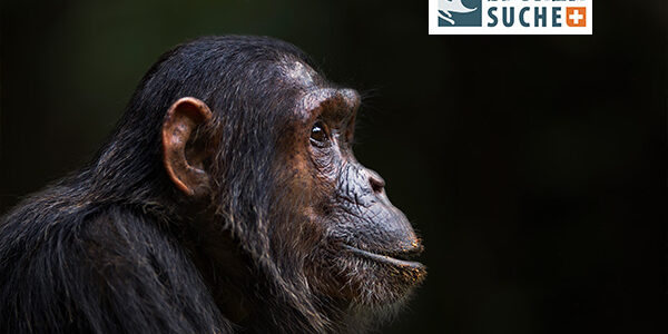 Der Schimpanse – Geschaffen nach seiner Art
