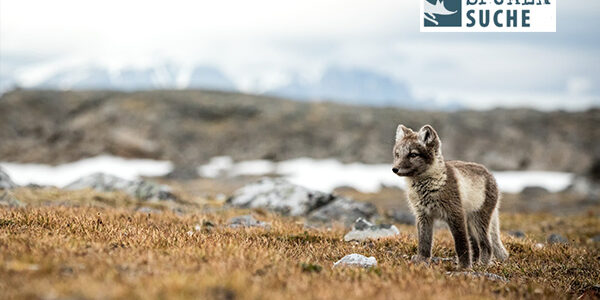 Polarfuchs – Der weiße Dieb