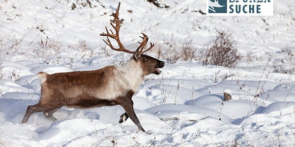 Rentier – Verfolgt durch die Tundra