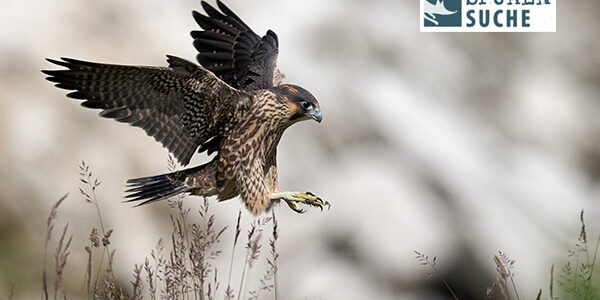 Der Wanderfalke – Schnellster Vogel der Welt